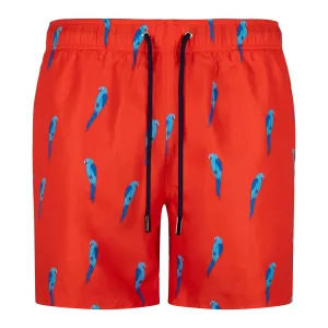 Red Bold Parrot