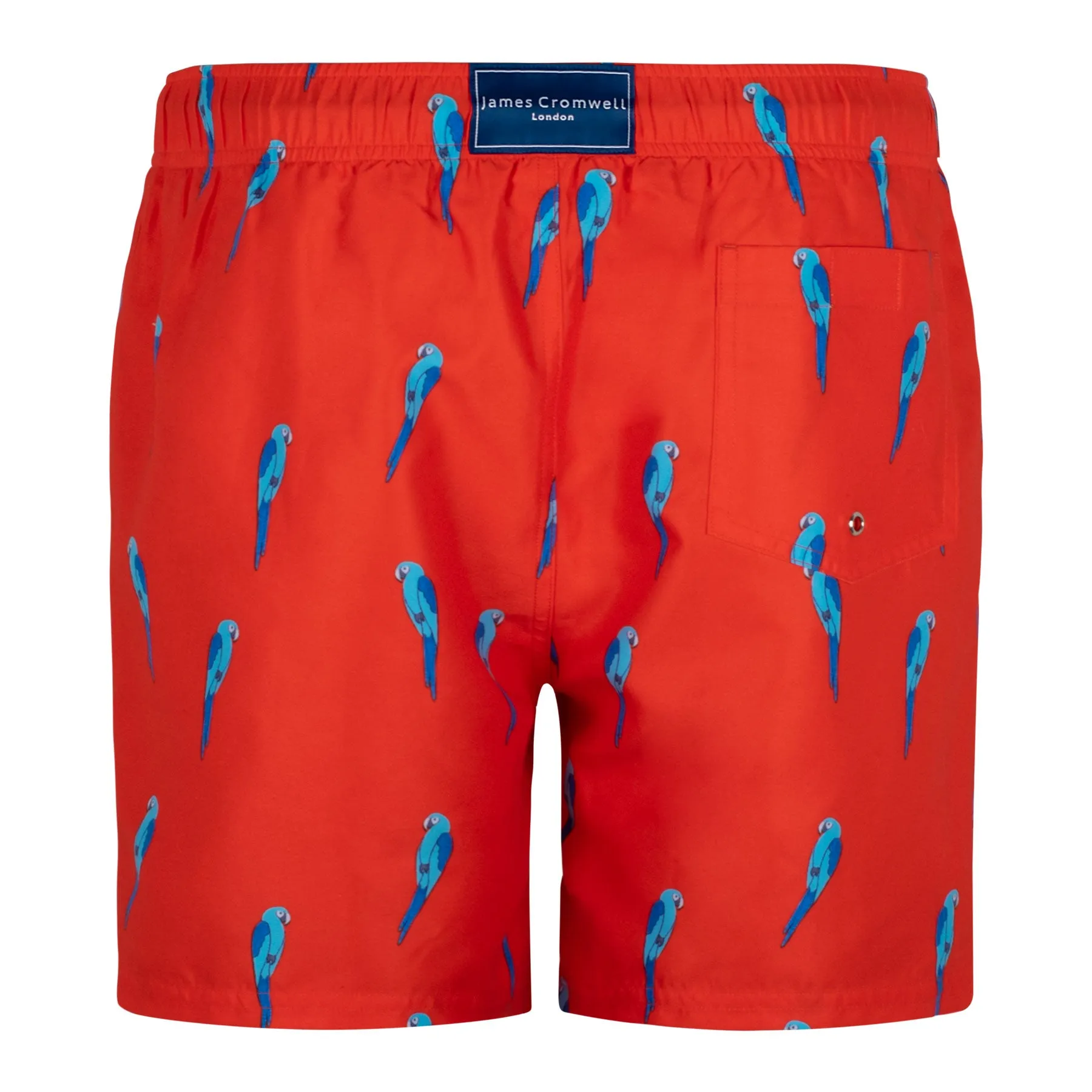 Red Bold Parrot