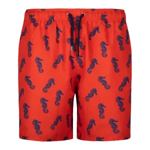 Red Bold Seahorse